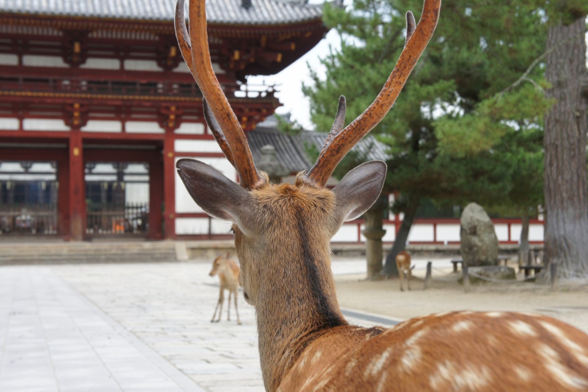 奈良 奈良公園周辺エリアガイドのポイント Japanwonderguide