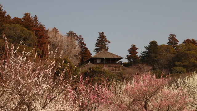 JapanWonderGuide庭園3